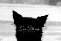 Evan Fleming Photography