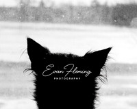 EFP