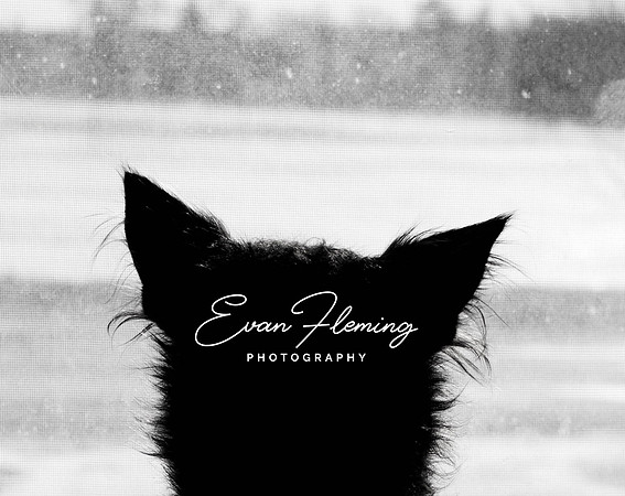 EFP