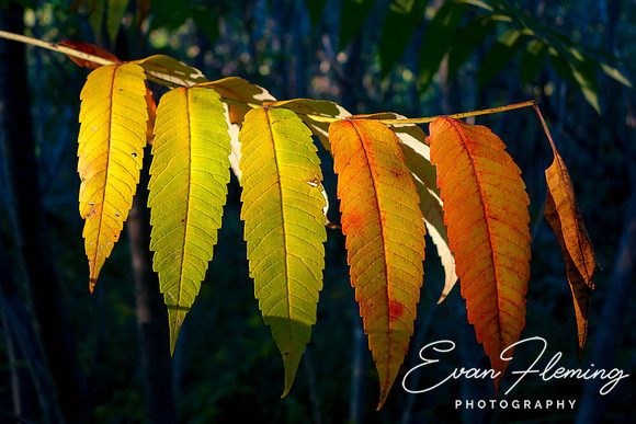 autumn is a second spring