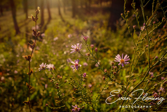 summer's last breath
