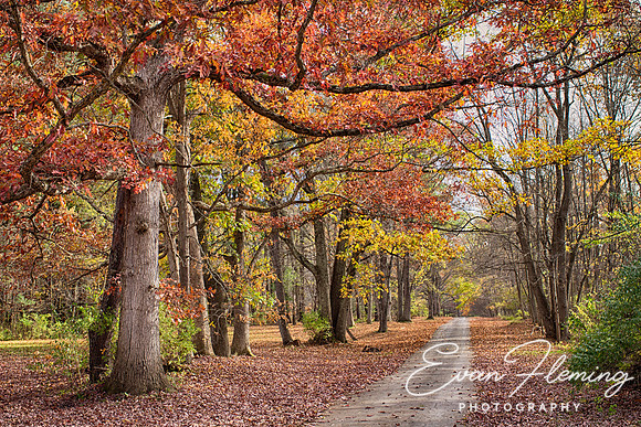 the road to fall