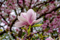 magnolia