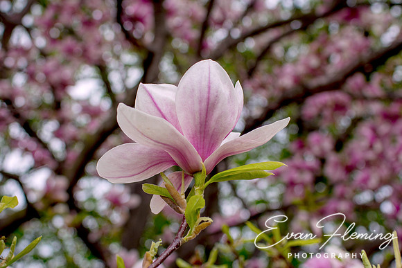 magnolia