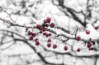 winter berries