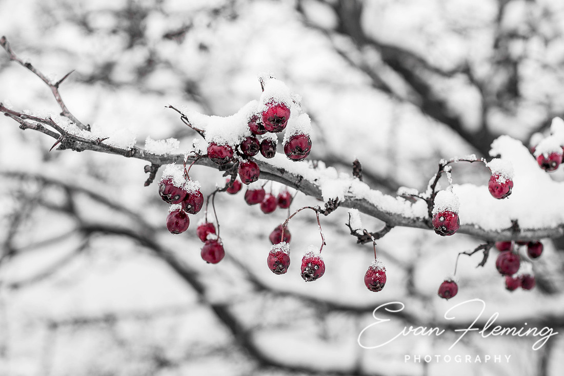 winter berries