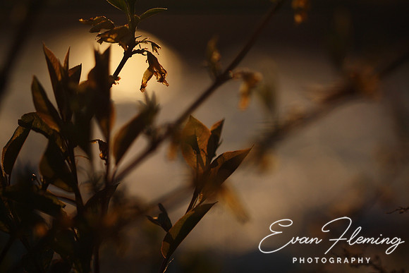 evening glow