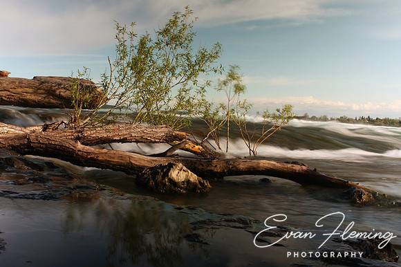 river log