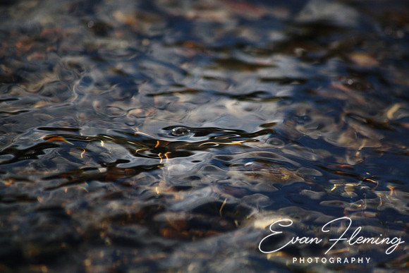 river for your thoughts