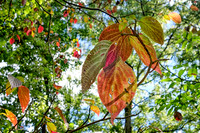 fruits of fall