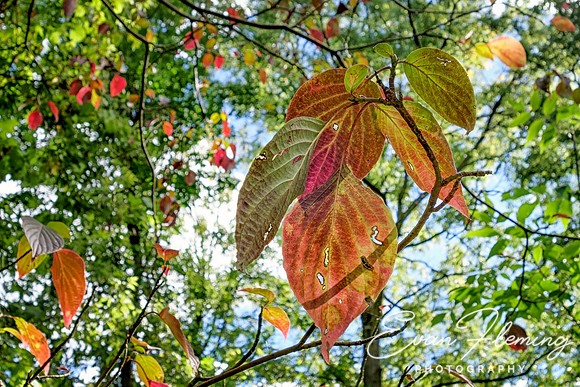 fruits of fall
