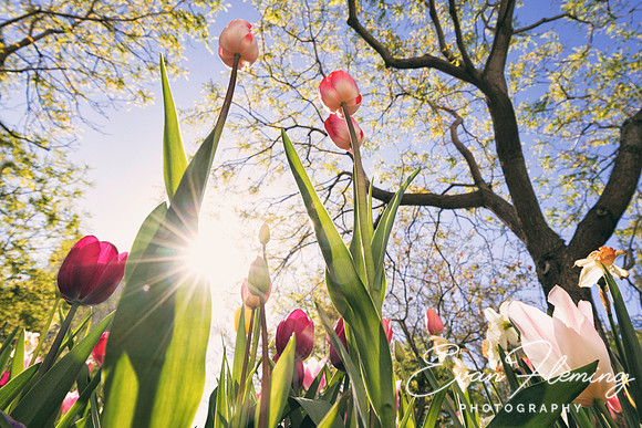 tulips sunburst