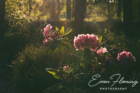 last light of the day