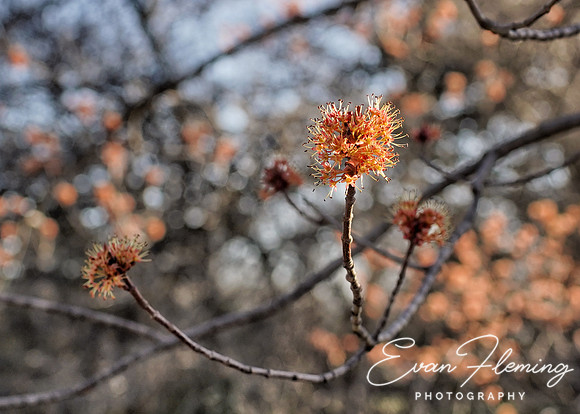 spring again