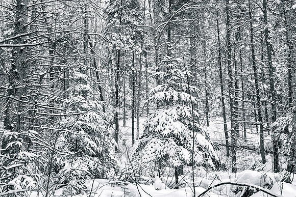 every tree's a masterpiece