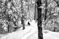 stopping by the woods