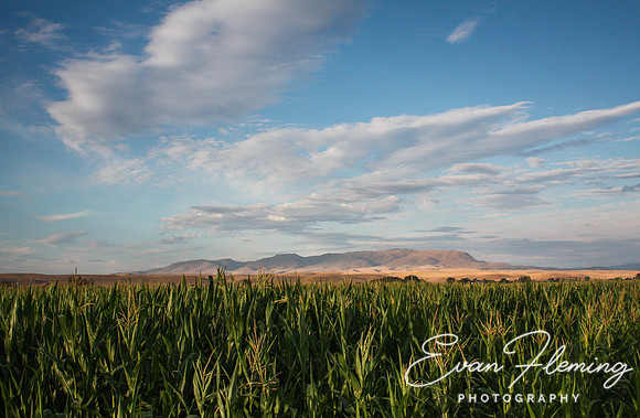 cornfield