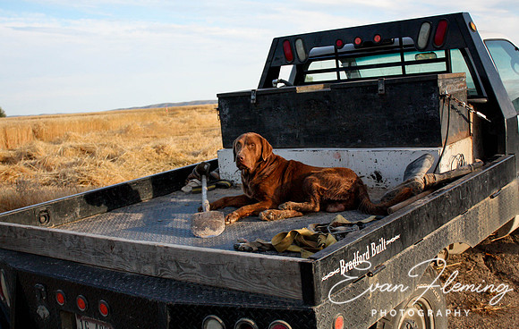 farm dog