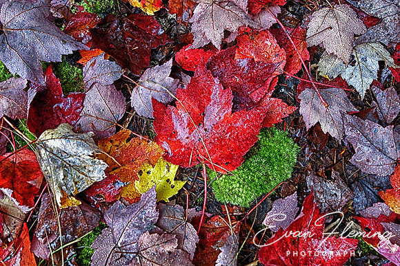 leaves were falling