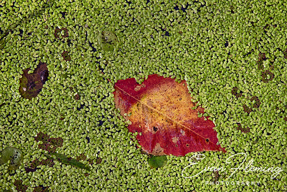 duckweed
