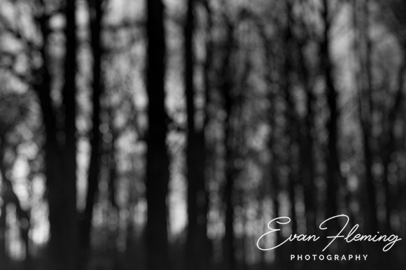 can't see the forest