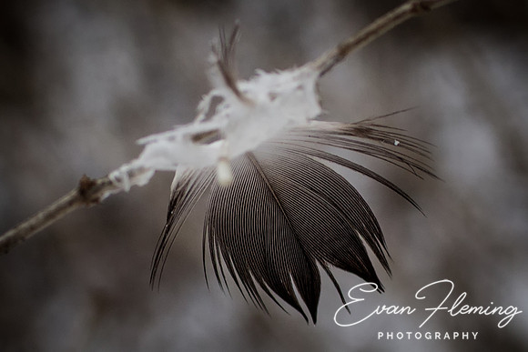 feather