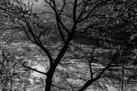 and this our life