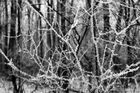hoar frost