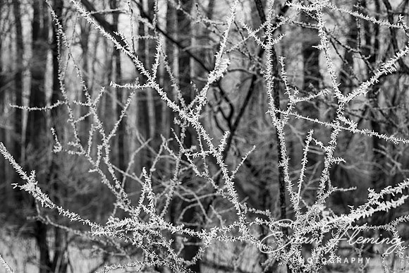 hoar frost