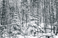 every tree's a masterpiece