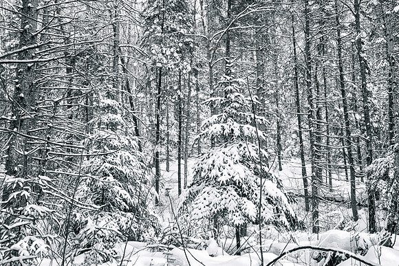 every tree's a masterpiece