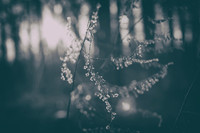 fragile