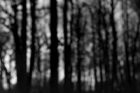 can't see the forest