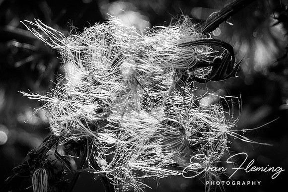 wisp